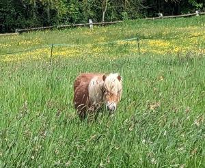 B&B / Chambres d'hotes Ferme de Gratteloup : photos des chambres