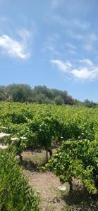 B&B Badde Tale img33