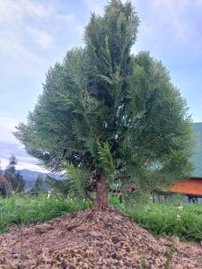 Cabaña el Gran Cañon