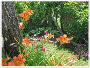 Villas Villa de charme 4*, 4 CH Bassin d'Arcachon 12 pers : photos des chambres