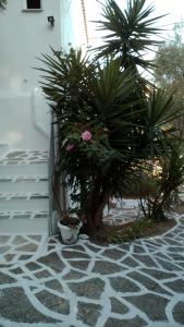 Azalea View - "Amaranthos" Skiathos studios Skiathos Greece