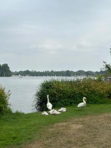 Maisons de vacances Logement Climatise Erdre Riviere : photos des chambres