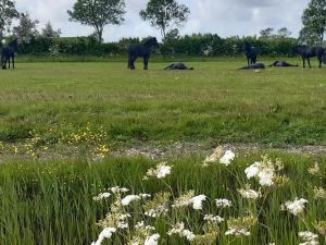 Wetterwillefriesland