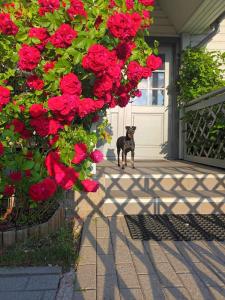 Manni Homestay