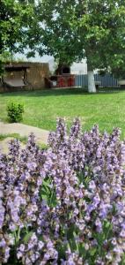 Pensiunea Casa Golovita