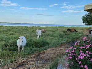 Camping de lArnel