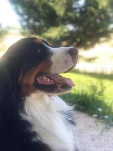 Agriturismo il Pianetto