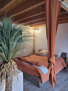 Appartements Appartement cosy & piscine privee - Le Strelitzia : photos des chambres