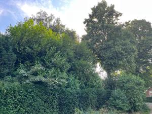 Zwols Groen