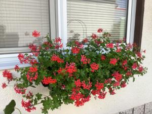 Ferienwohnung Casa Flora