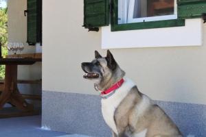 Kuća za odmor OLICA 