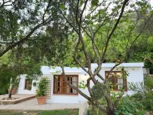 Flor de pita - Marchenilla