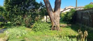 Maisons de vacances L'Olivier Chez Mame Marthe : photos des chambres