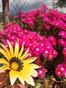 B&B Su Frascu Segau img21