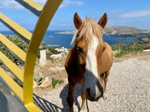 VILLA NOVA Leros