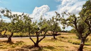 Apple Orchard Shepherd Huts