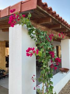 Amélias House (Casa das Amélias)