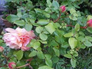 Appartements Pleasant apartment in Bayeux with garden : photos des chambres