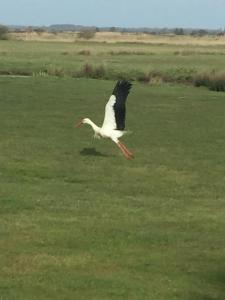Au cœur du marais breton