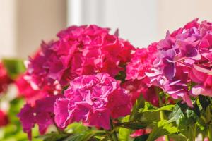 Hortensia 
