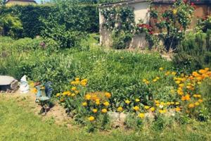 Appartements Belle maison familiale a la campagne : photos des chambres