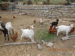 S'Imbragu Farm B&B img88