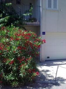Apartment Pamic 