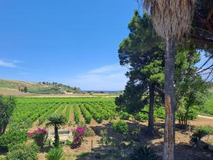 Fattoria Manostalla Villa Chiarelli