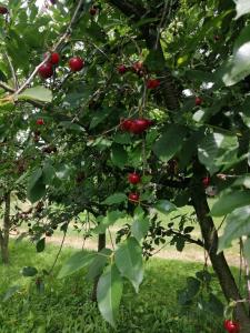 Agroturystyka u podnóża Gór Sowich