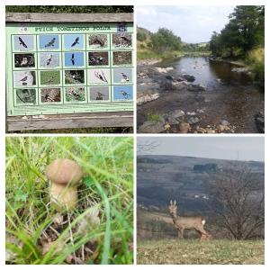 Brvnara GAJ Divčibare