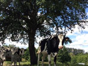 Maison de charme en pierres, proche de la nature, idéale pour balades, proche Épinal - FR-1-589-73