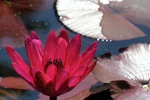 Lillypads Red Cottage - Rainforest Tranquility