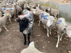 Maisons de vacances Gite a la ferme avec Spa : photos des chambres