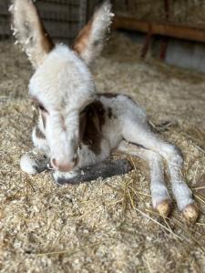 Maisons de vacances Gite a la ferme avec Spa : photos des chambres