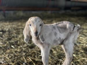 Maisons de vacances Gite a la ferme avec Spa : photos des chambres