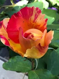 Attici Agli Acquedotti Romani - Capannelle