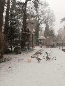 Leśny kasztel pod sosnami. Pokój w koronach drzew.