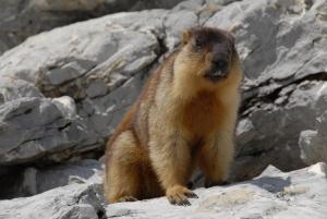 Les Balcons PROCHE PARC NATIONAL VANOISE appartements 2 pieces 5 pers : photos des chambres