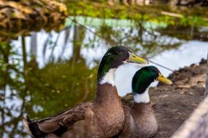 CASA DEL ÁRBOL, Romántico, Piscina, en Chinauta, el mejor clima