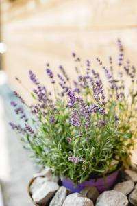 Chalet 49 Nesselgraben - Ferienwohnungen aus Holz