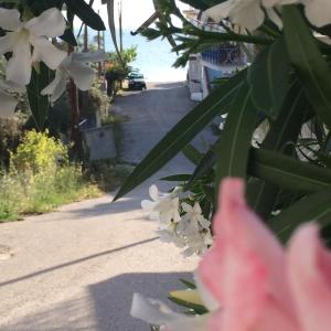To Perigiali Apartments Evia Greece