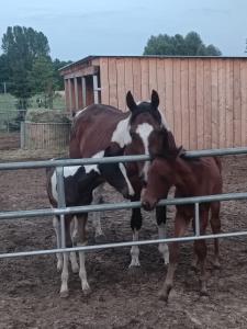 Końskie Zacisze parter