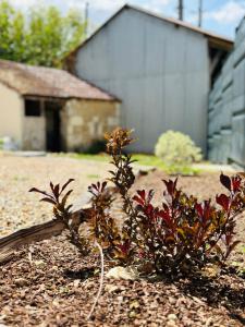 Maisons de vacances Charmante maison a la campagne : photos des chambres