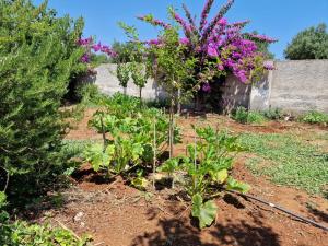 Villa Carmela a San Pietro in Bevagna (TA)