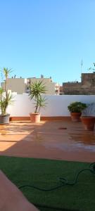 Salicornia terrassa