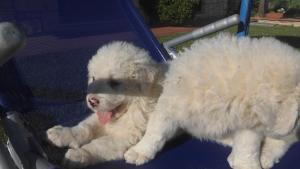 Agriturismo La Castellina