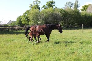 B&B / Chambres d'hotes Decouverte d'un Haras proche du Mont St Michel : photos des chambres