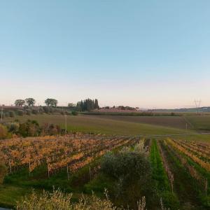 obrázek - Villa immersa nelle colline toscane, vista vigneto