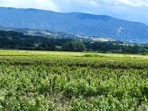 Appartements Entre Vignes et Oliviers : photos des chambres