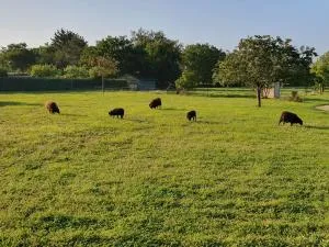 Appartement independant à Sarzeau Emplacement exceptionnel 4 couchages - Surzur